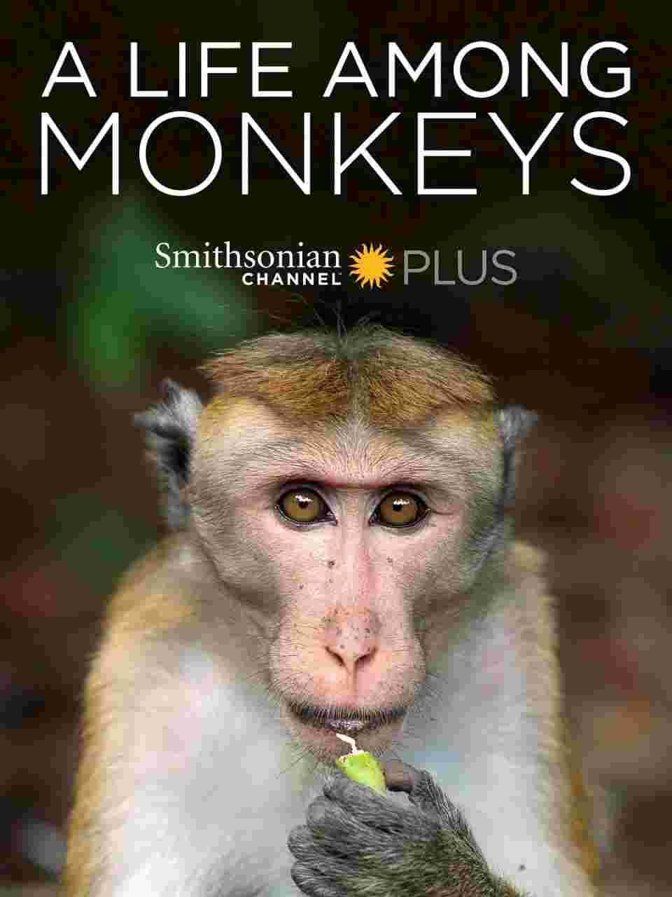 猴群中的生活