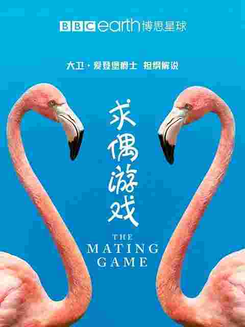 求偶游戏